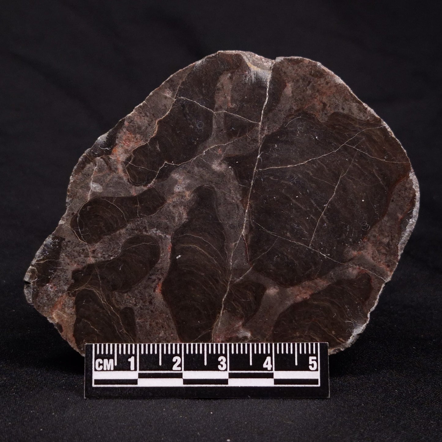 INZERIA INTIA STROMATOLITE, Proterozoic, Australia ZII011