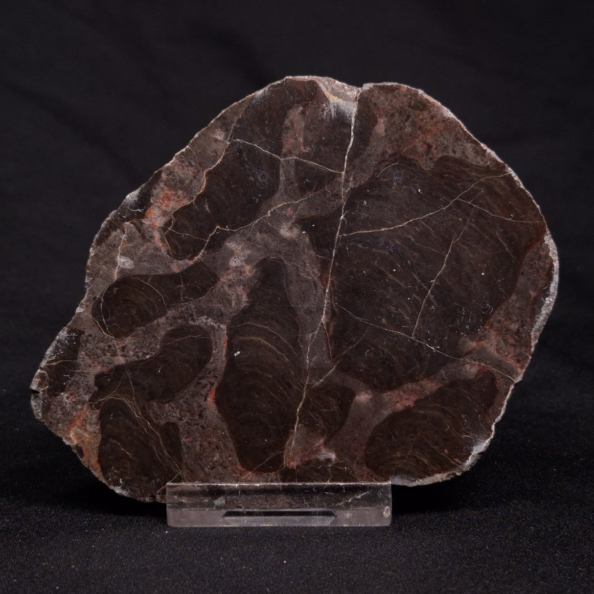 INZERIA INTIA STROMATOLITE, Proterozoic, Australia ZII011