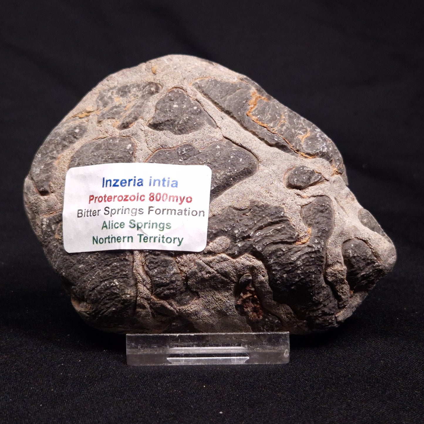 INZERIA INTIA STROMATOLITE, Proterozoic, Australia ZII011
