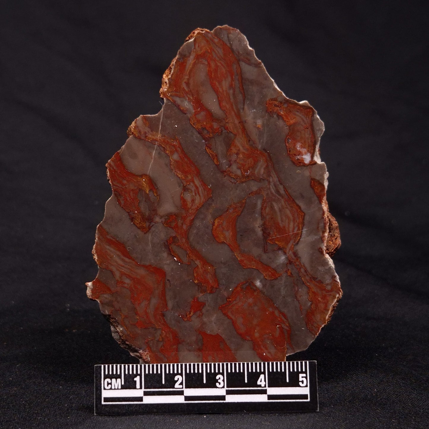 INZERIA INTIA STROMATOLITE, Proterozoic, Australia ZII012