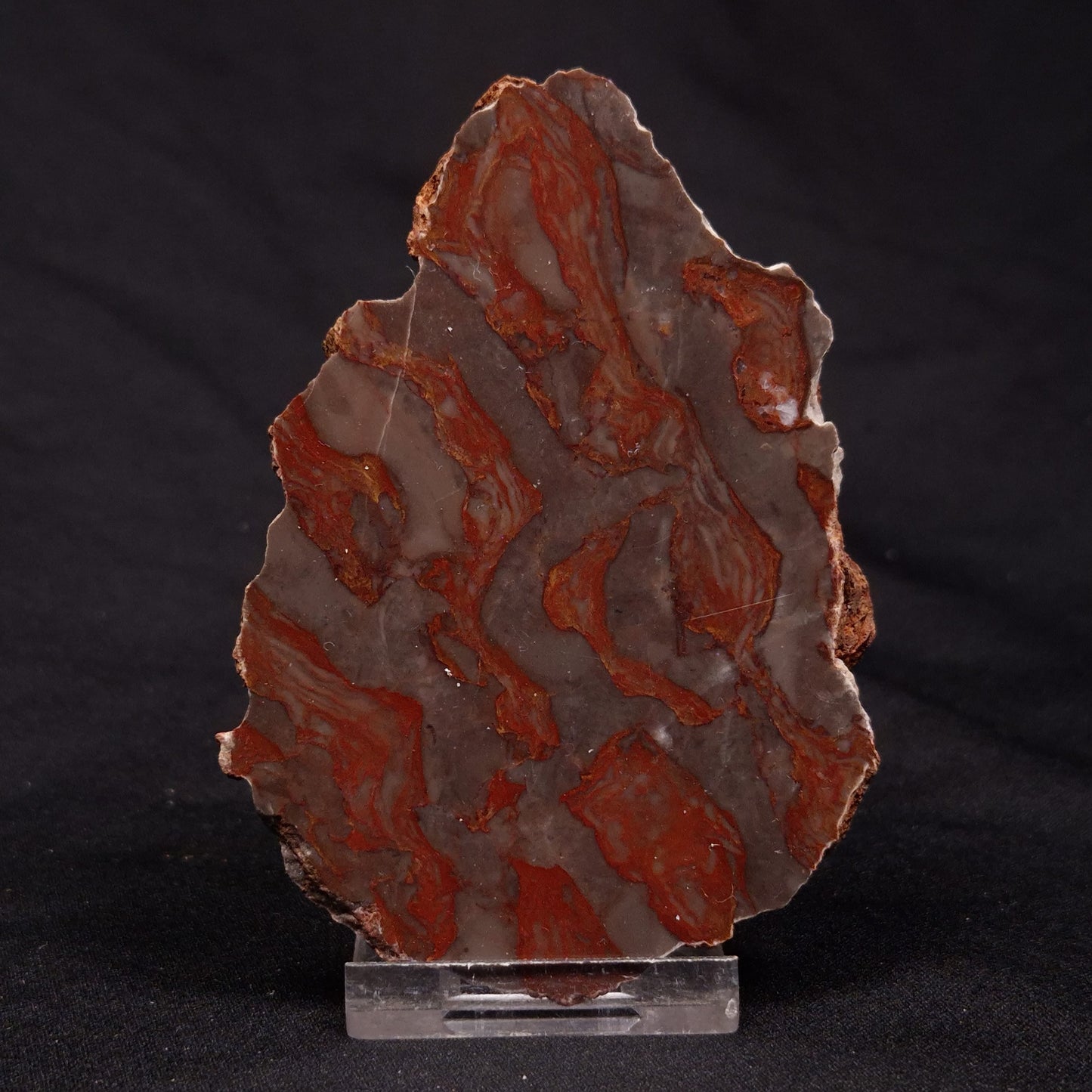 INZERIA INTIA STROMATOLITE, Proterozoic, Australia ZII012