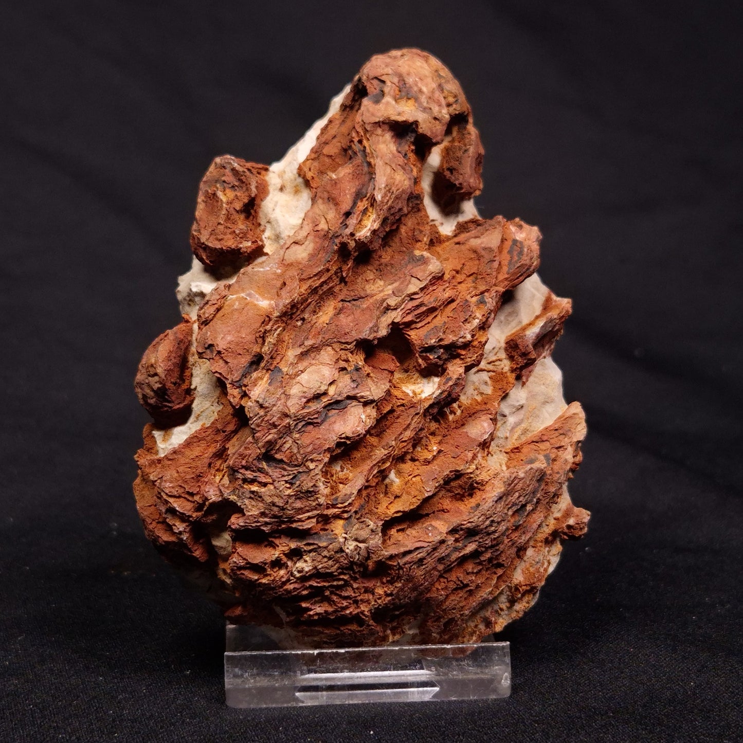 INZERIA INTIA STROMATOLITE, Proterozoic, Australia ZII012