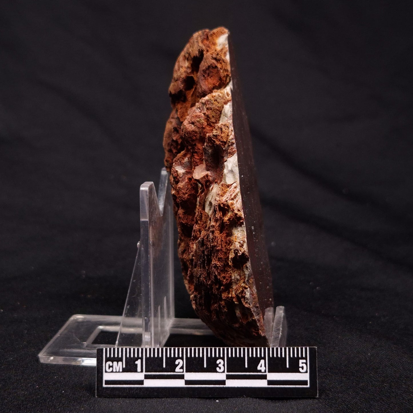 INZERIA INTIA STROMATOLITE, Proterozoic, Australia ZII012