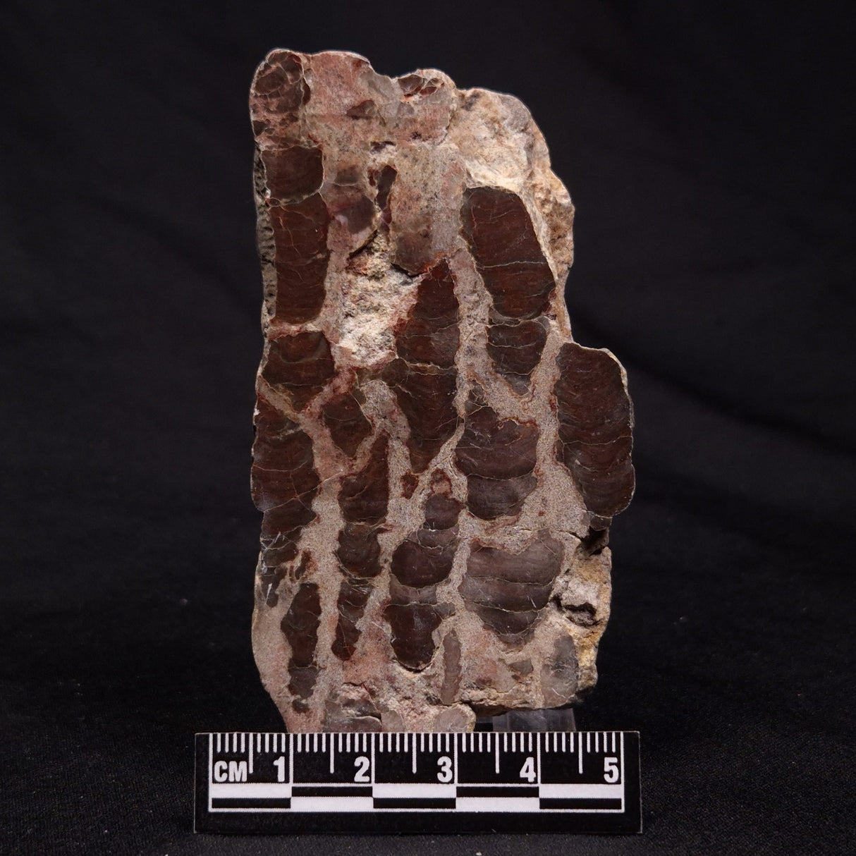 INZERIA INTIA STROMATOLITE, Proterozoic, Australia ZII014