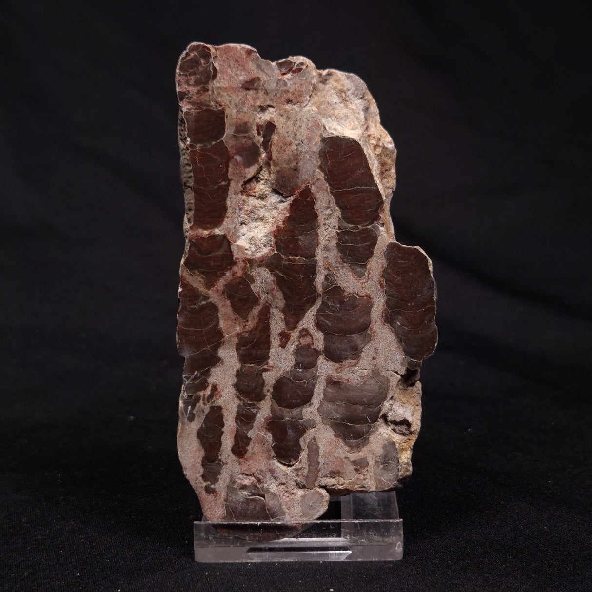 INZERIA INTIA STROMATOLITE, Proterozoic, Australia ZII014