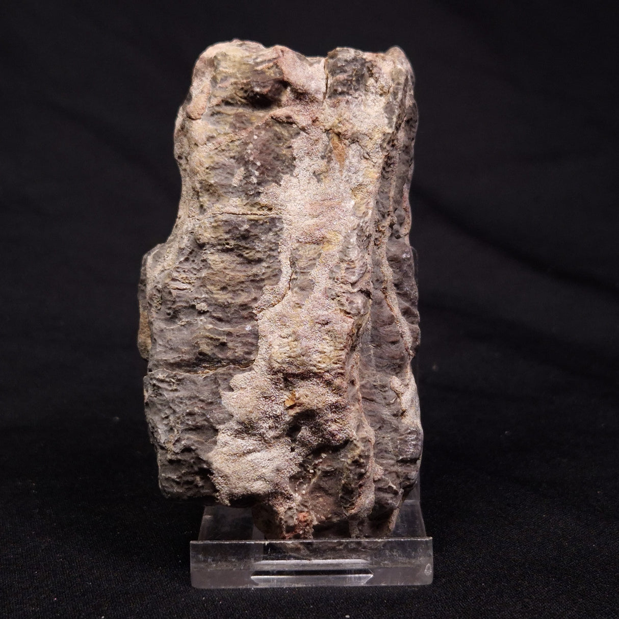 INZERIA INTIA STROMATOLITE, Proterozoic, Australia ZII014