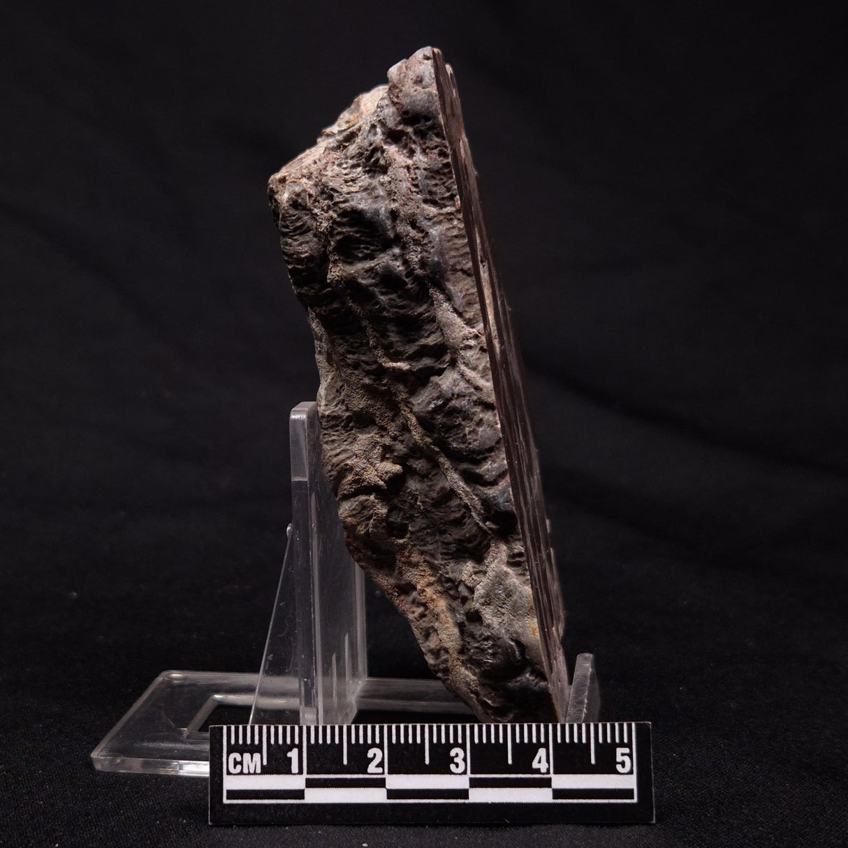 INZERIA INTIA STROMATOLITE, Proterozoic, Australia ZII014