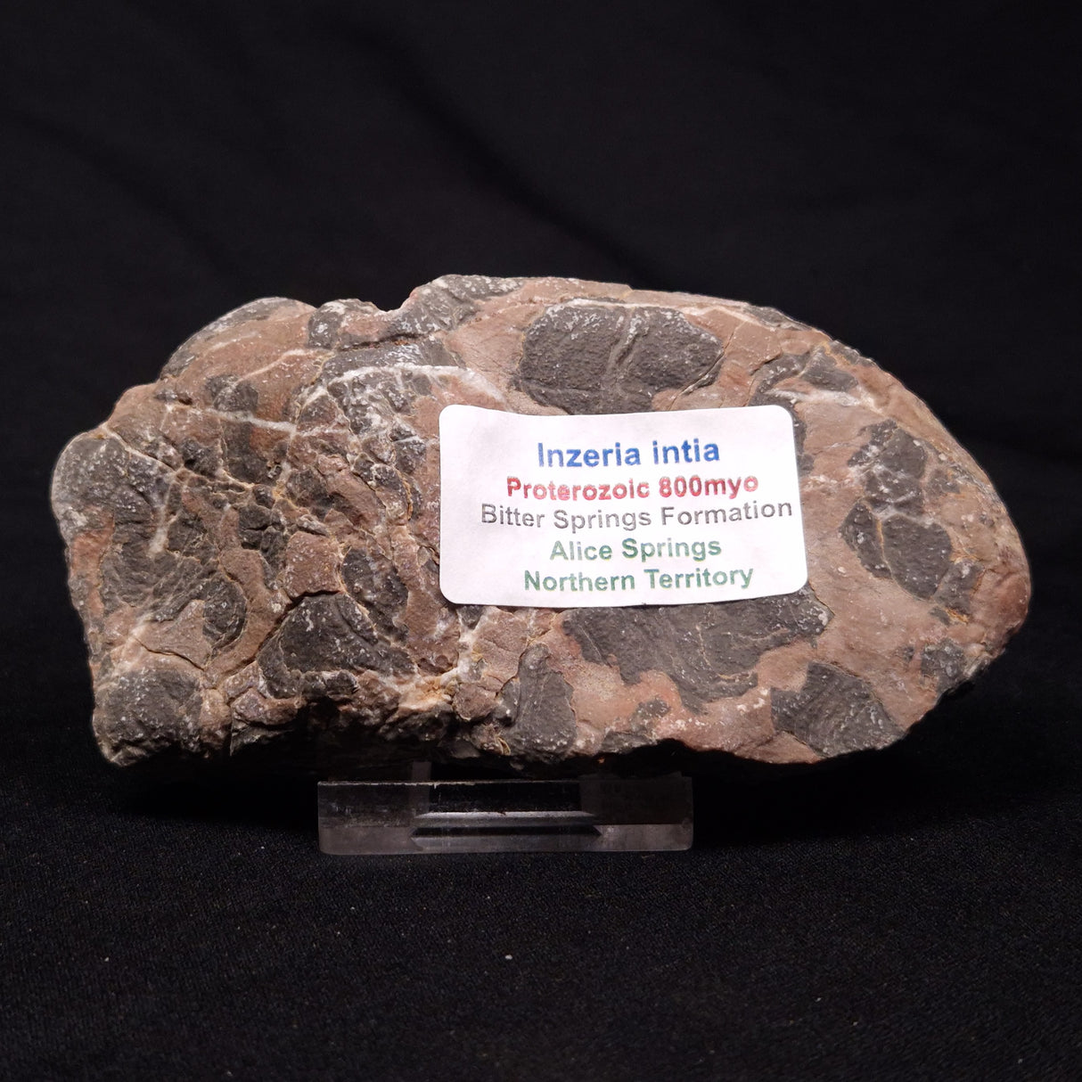 INZERIA INTIA STROMATOLITE, Proterozoic, Australia ZII015