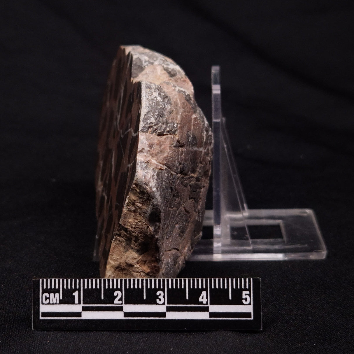 INZERIA INTIA STROMATOLITE, Proterozoic, Australia ZII015