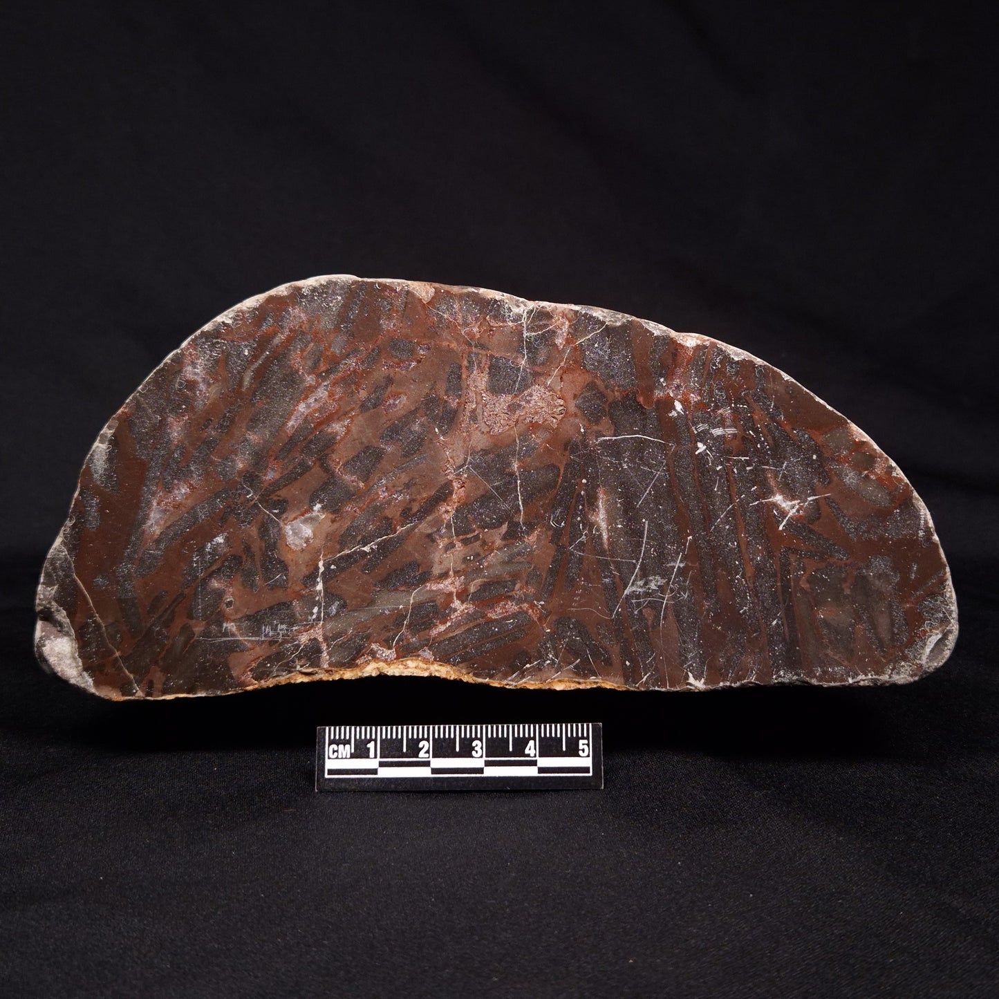 LINELLA AVIS STROMATOLITE, Proterozoic, Australia ZLA025