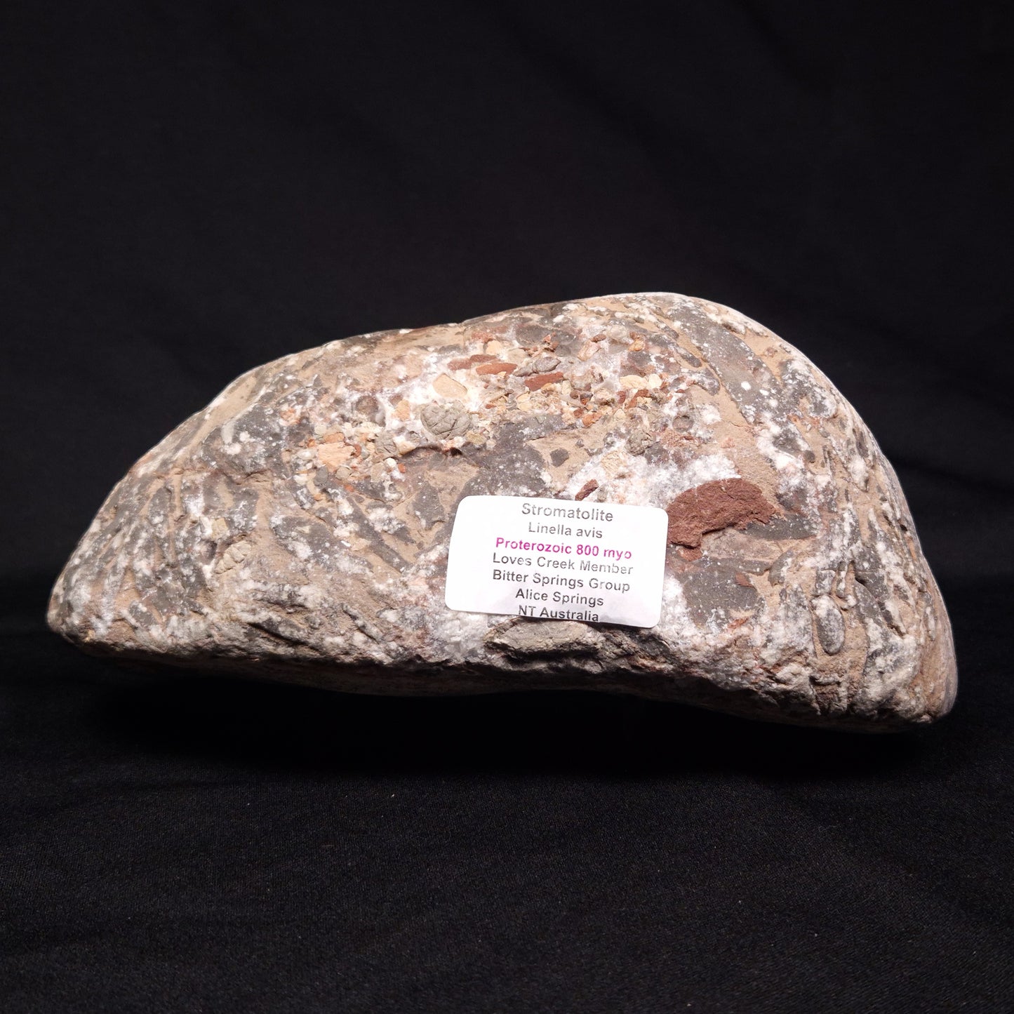 LINELLA AVIS STROMATOLITE, Proterozoic, Australia ZLA025