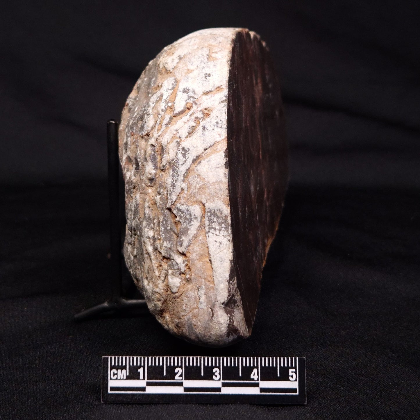 LINELLA AVIS STROMATOLITE, Proterozoic, Australia ZLA025