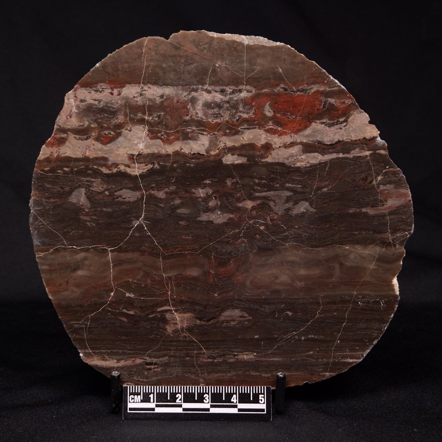 LINELLA AVIS STROMATOLITE, Proterozoic, Australia ZLA026