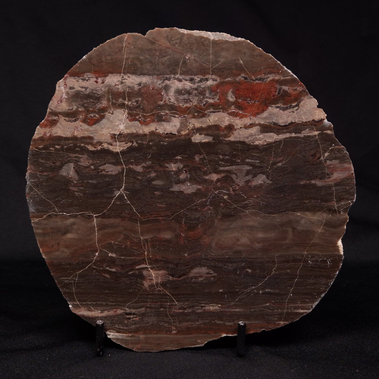 LINELLA AVIS STROMATOLITE, Proterozoic, Australia ZLA026