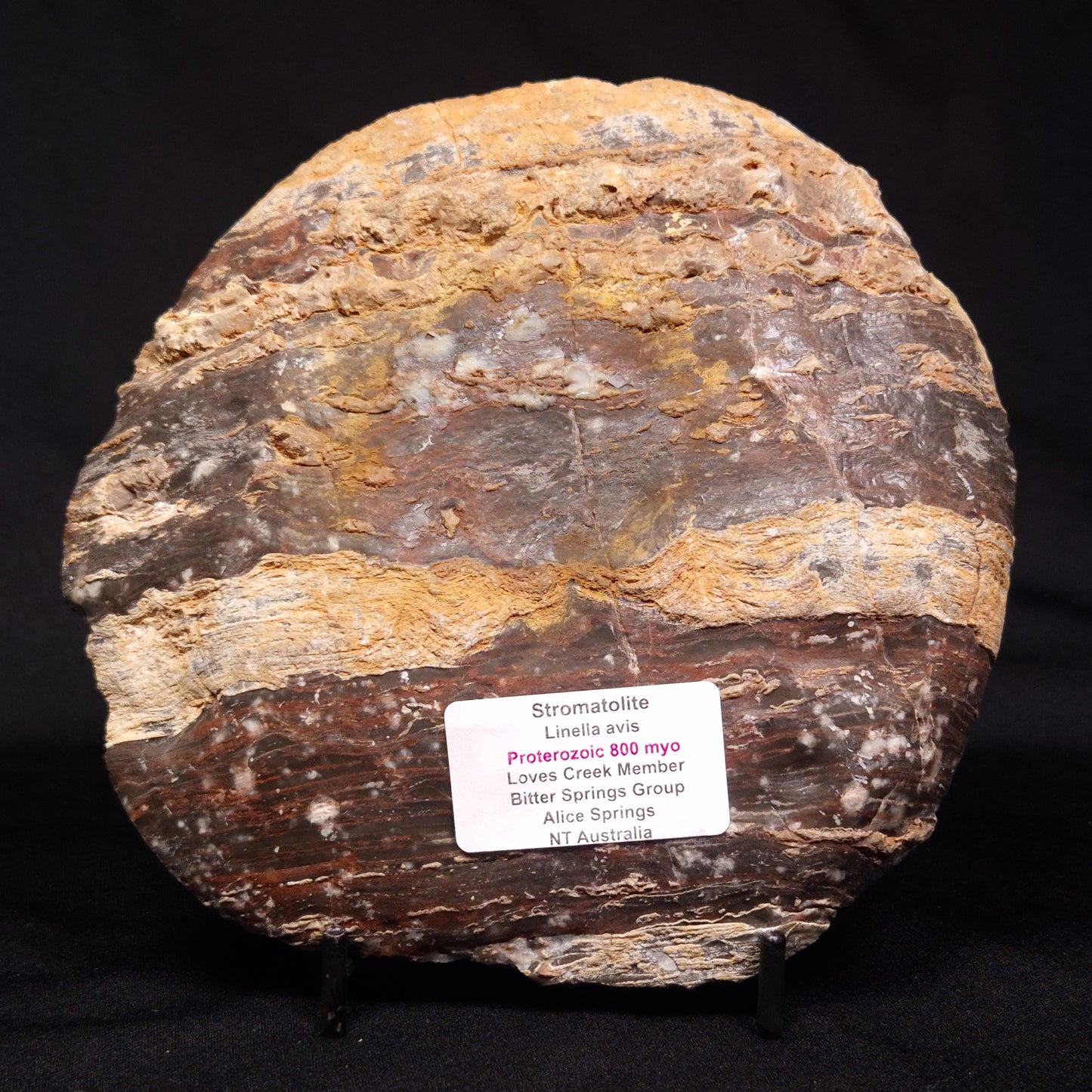 LINELLA AVIS STROMATOLITE, Proterozoic, Australia ZLA026