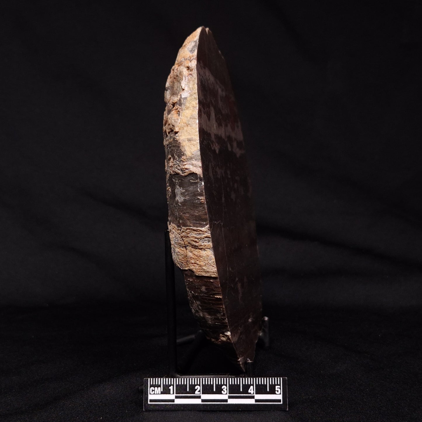 LINELLA AVIS STROMATOLITE, Proterozoic, Australia ZLA026