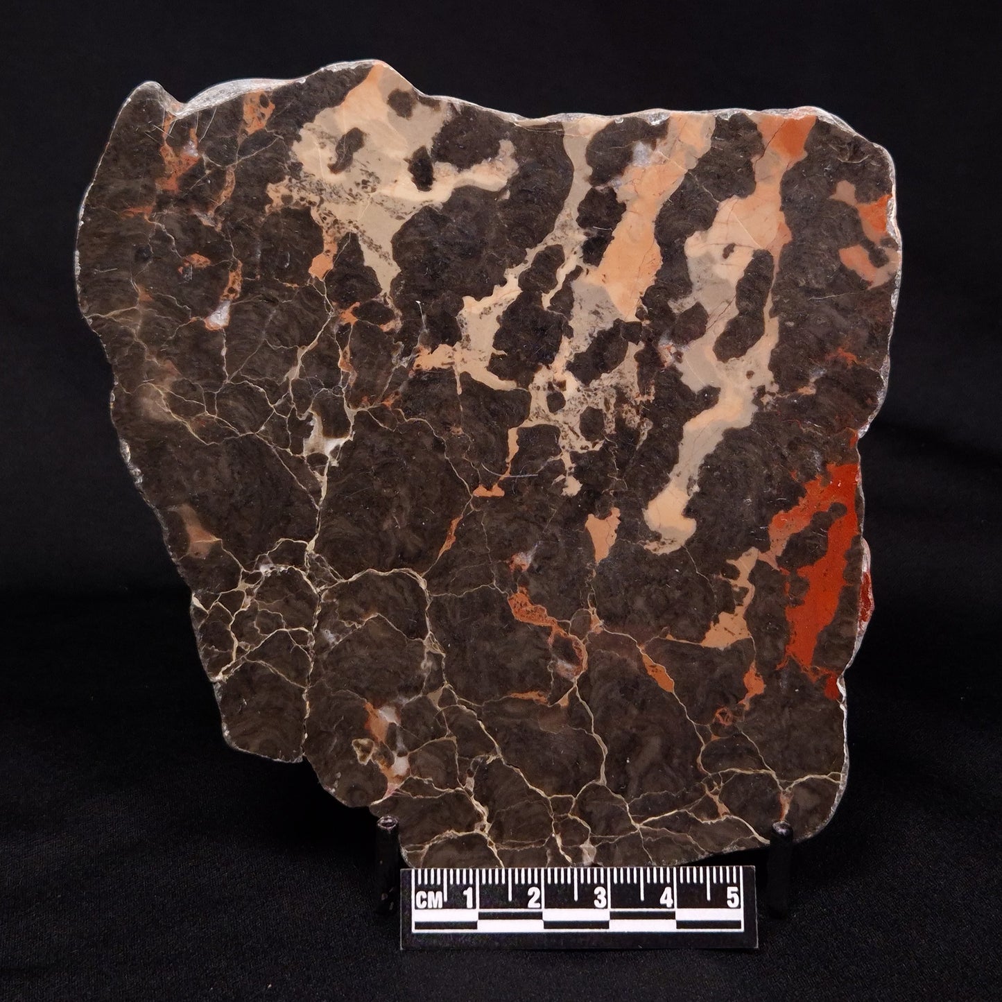 LINELLA AVIS STROMATOLITE, Proterozoic, Australia ZLA027