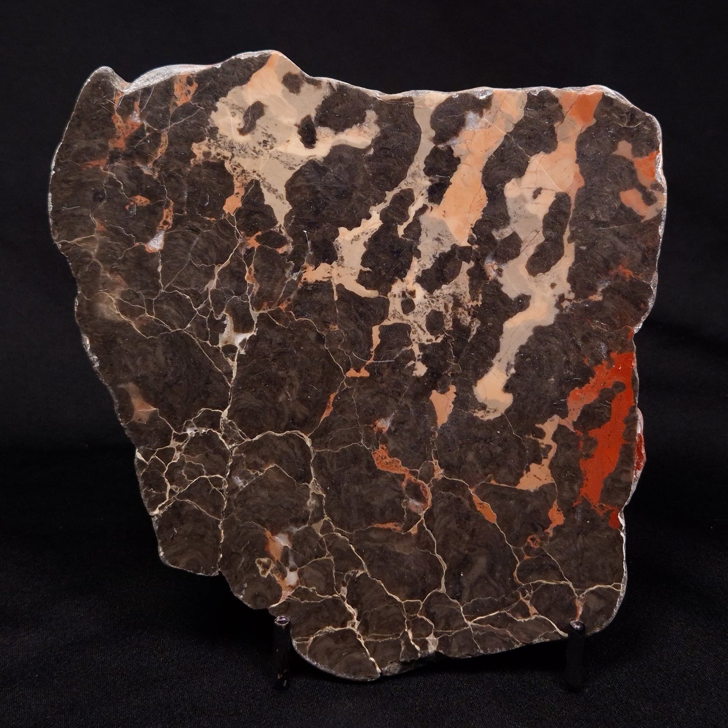 LINELLA AVIS STROMATOLITE, Proterozoic, Australia ZLA027