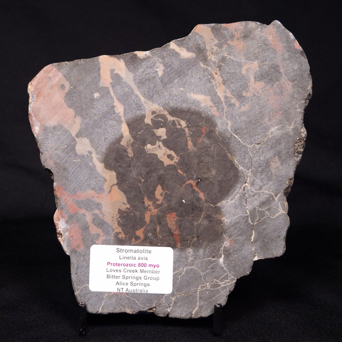 LINELLA AVIS STROMATOLITE, Proterozoic, Australia ZLA027