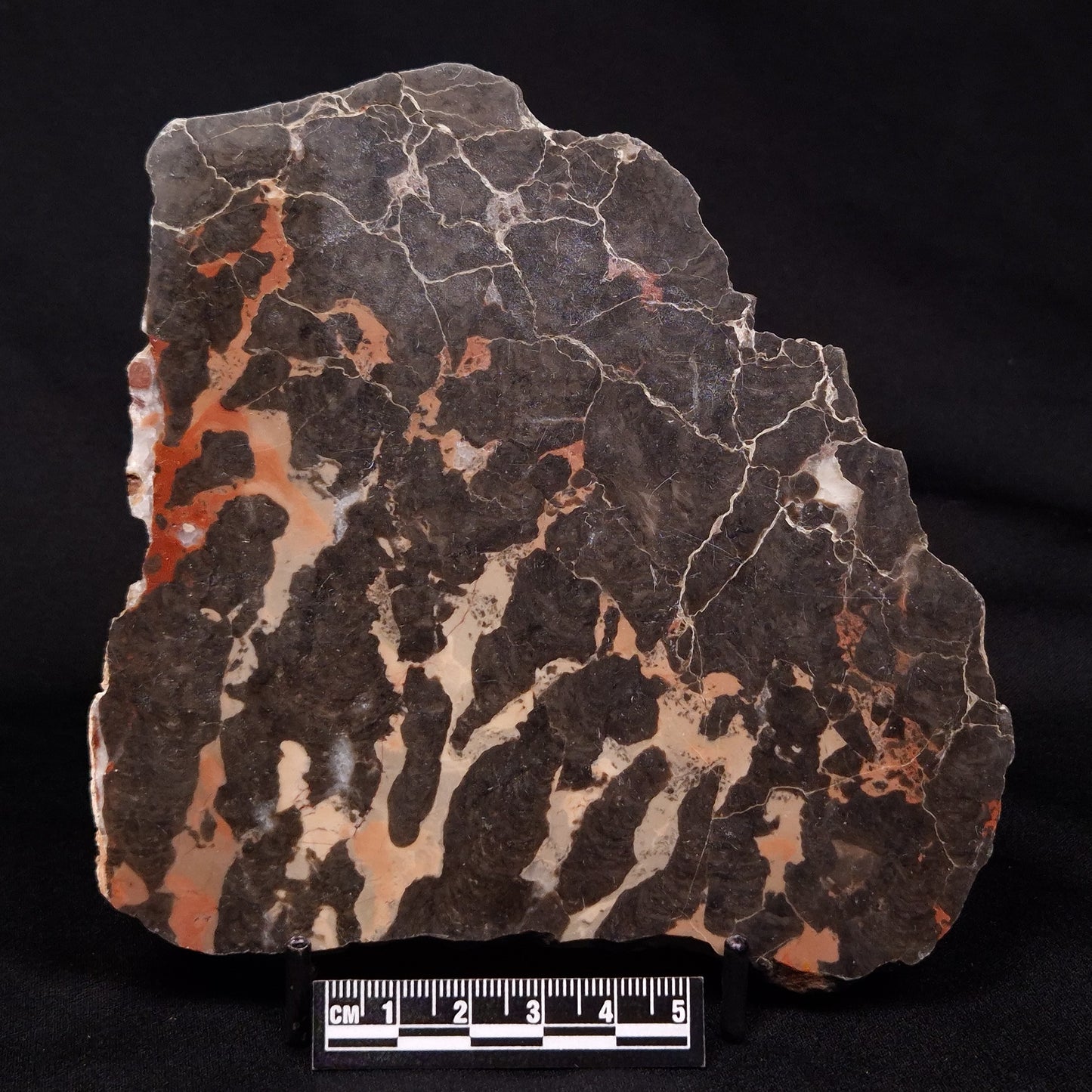 LINELLA AVIS STROMATOLITE, Proterozoic, Australia ZLA028