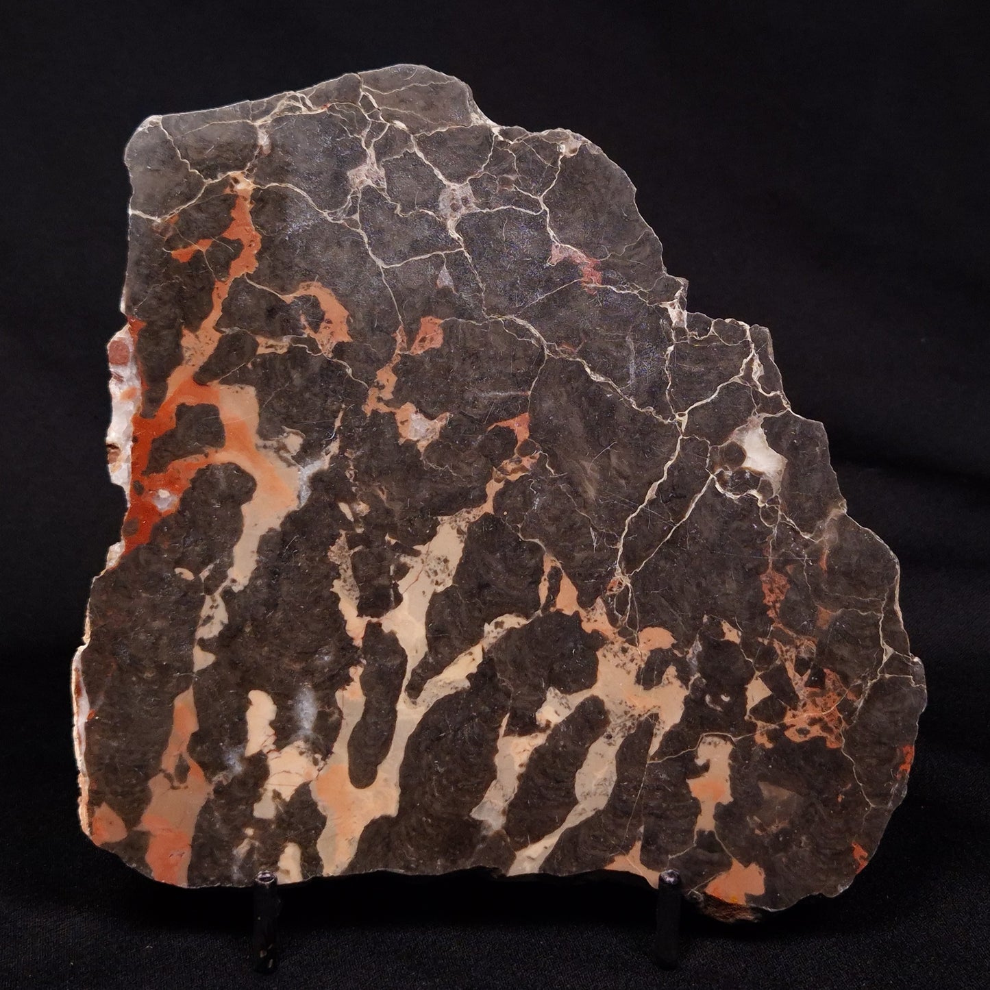 LINELLA AVIS STROMATOLITE, Proterozoic, Australia ZLA028