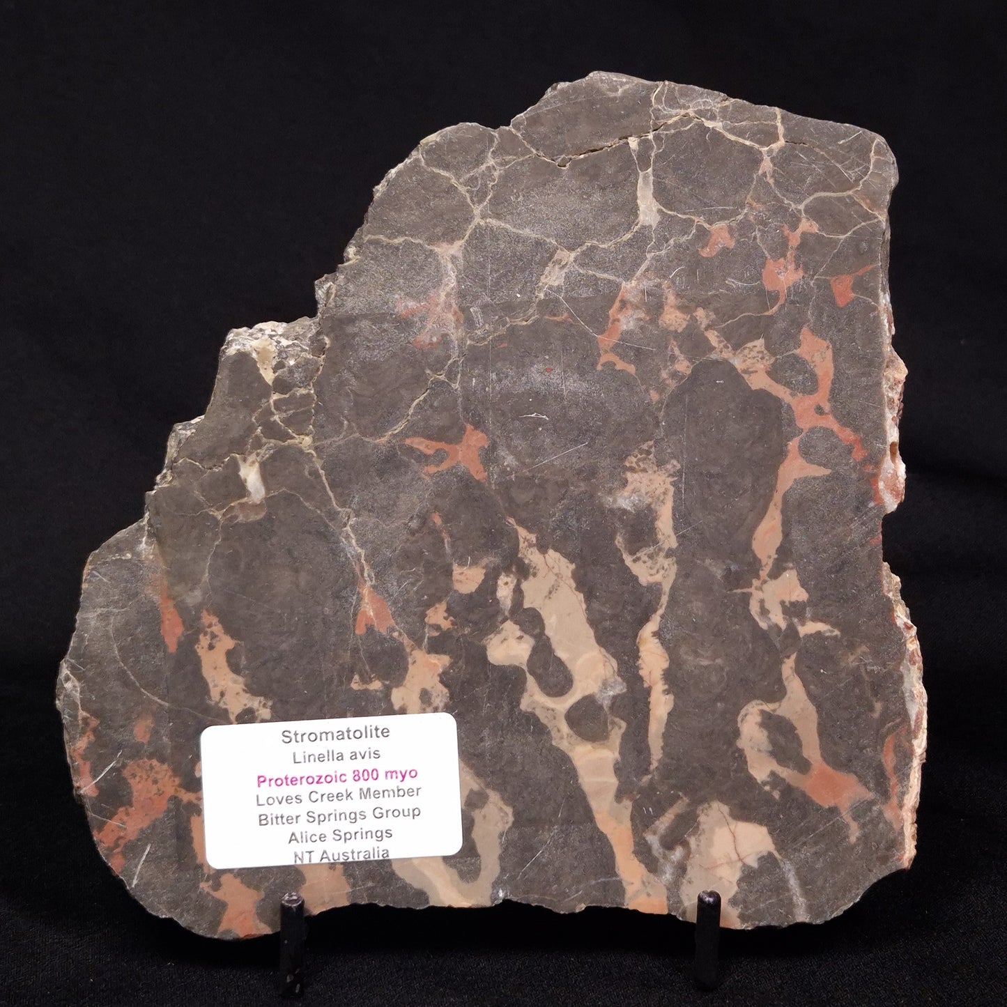 LINELLA AVIS STROMATOLITE, Proterozoic, Australia ZLA028