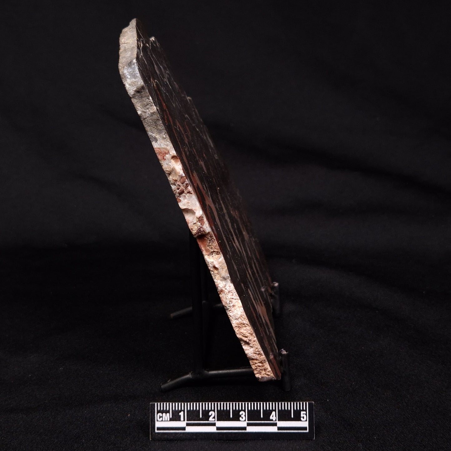 LINELLA AVIS STROMATOLITE, Proterozoic, Australia ZLA028