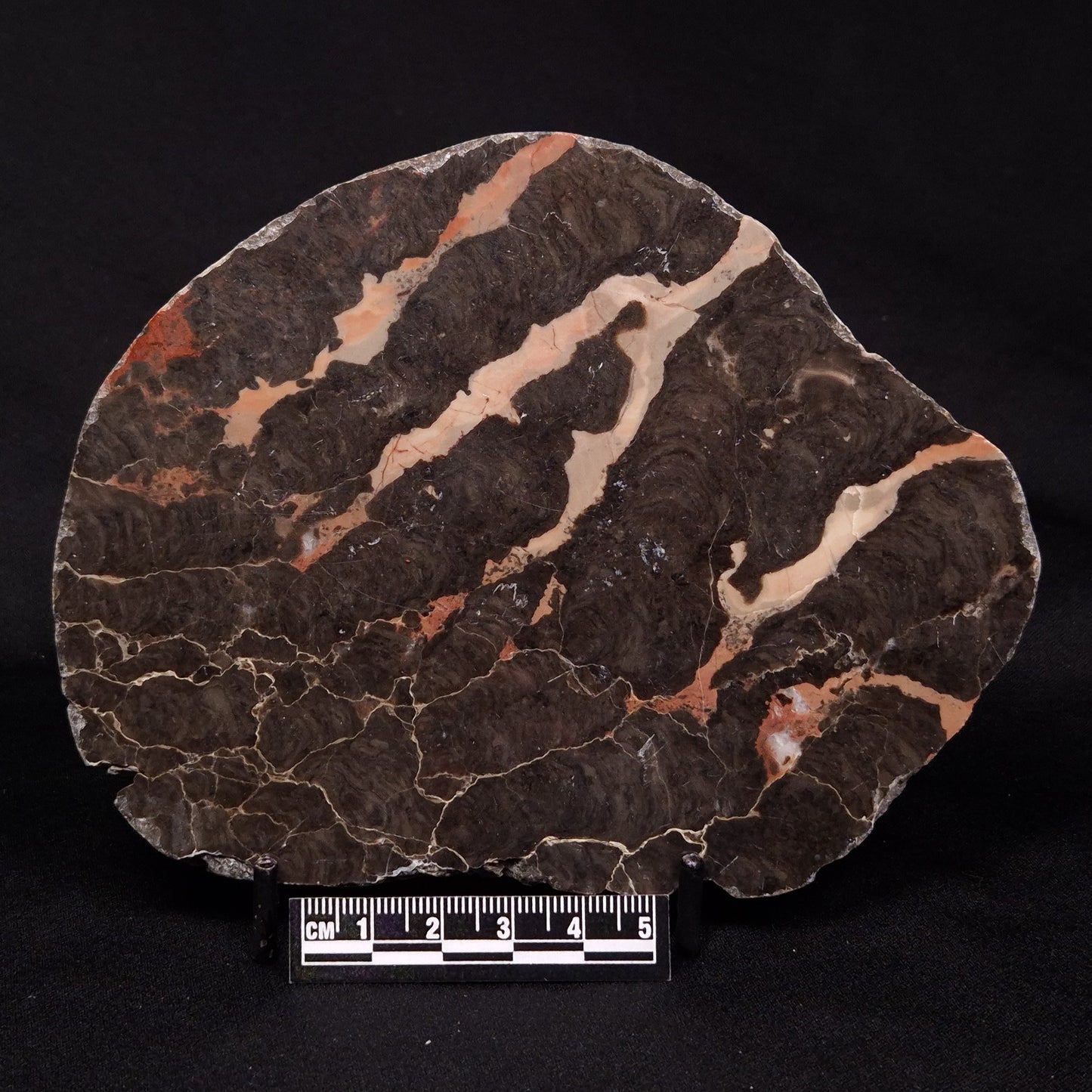 LINELLA AVIS STROMATOLITE, Proterozoic, Australia ZLA030