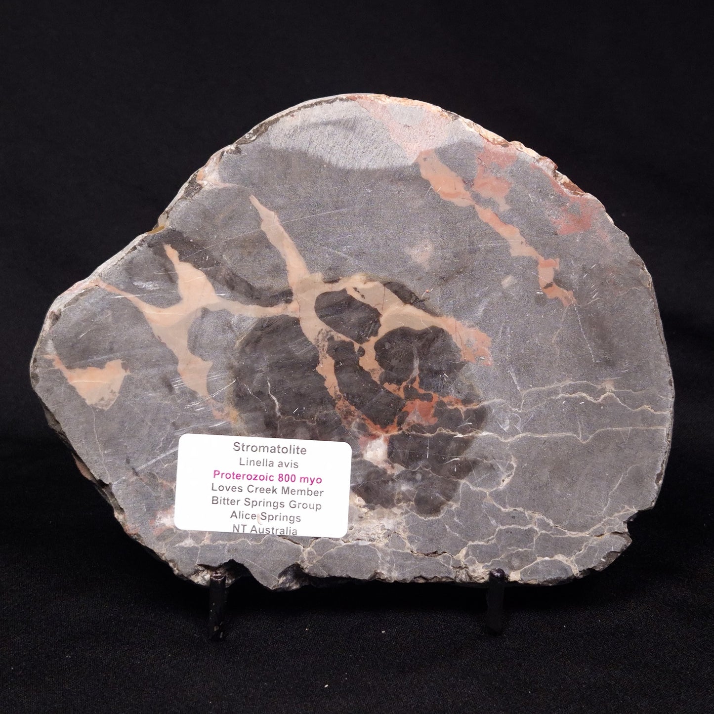 LINELLA AVIS STROMATOLITE, Proterozoic, Australia ZLA030