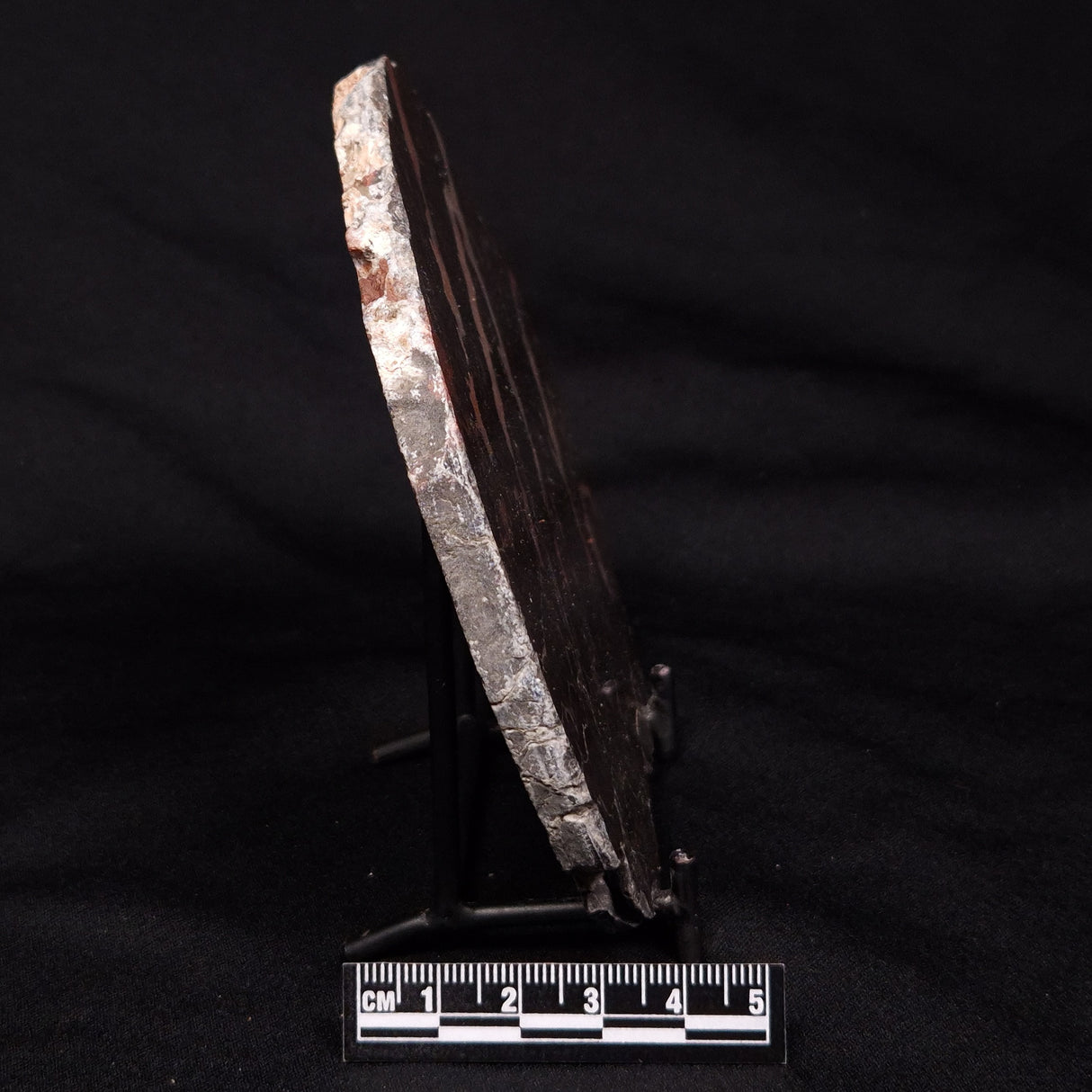 LINELLA AVIS STROMATOLITE, Proterozoic, Australia ZLA030