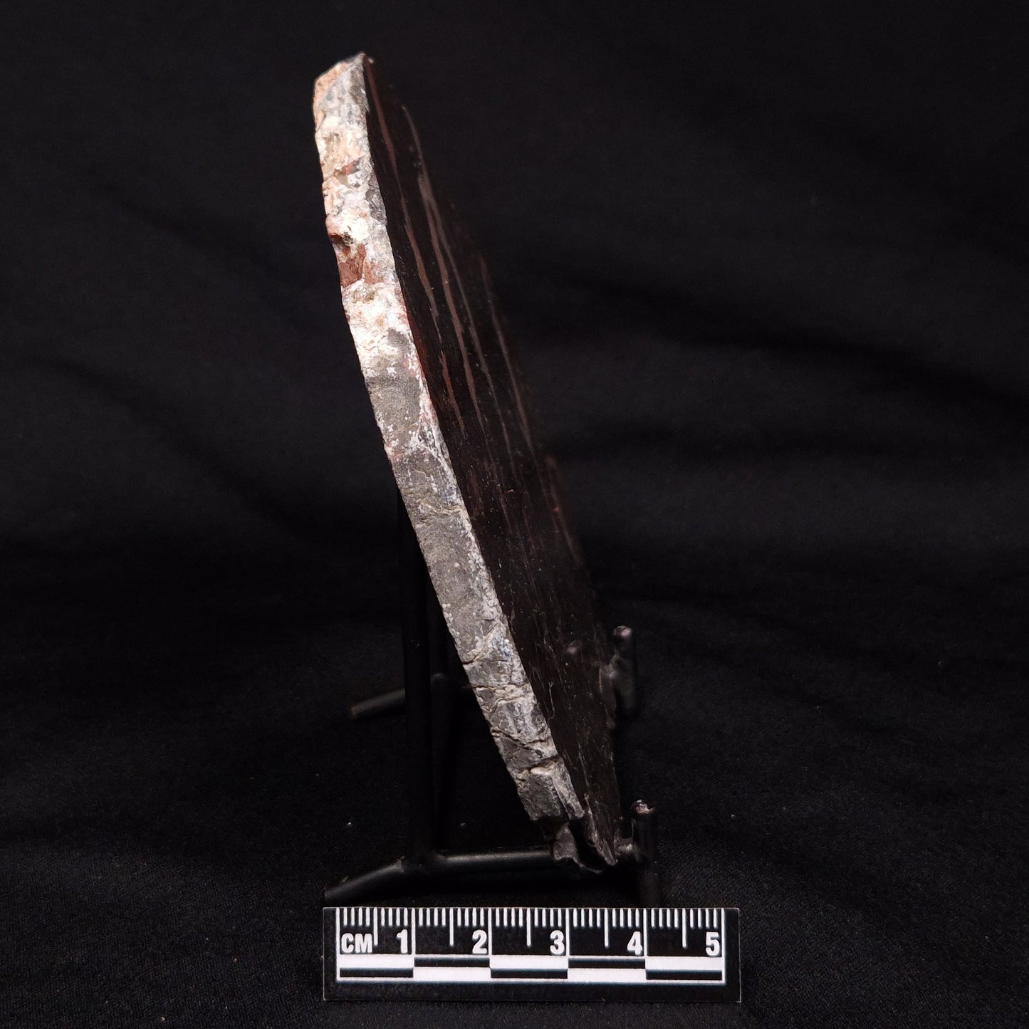 LINELLA AVIS STROMATOLITE, Proterozoic, Australia ZLA030