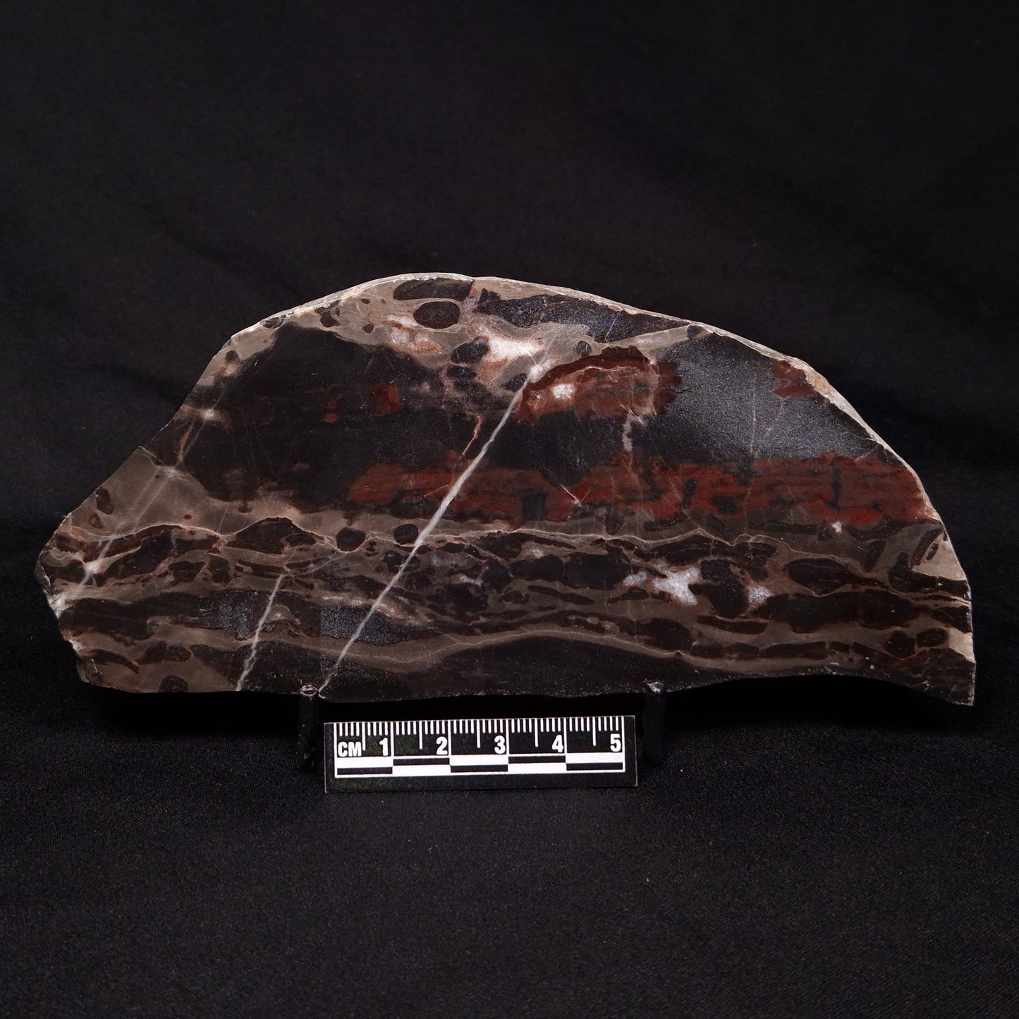 LINELLA AVIS STROMATOLITE, Proterozoic, Australia ZLA031