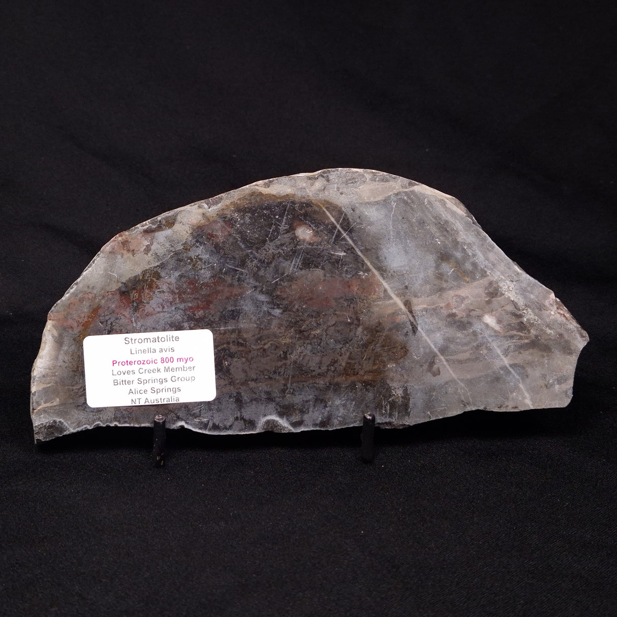 LINELLA AVIS STROMATOLITE, Proterozoic, Australia ZLA031