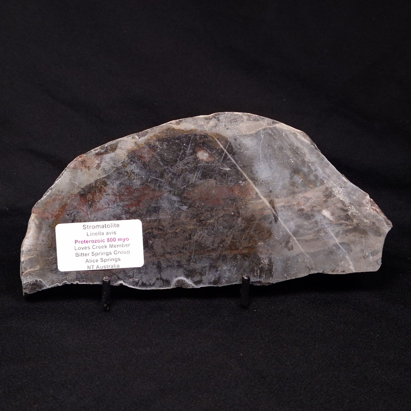 LINELLA AVIS STROMATOLITE, Proterozoic, Australia ZLA031