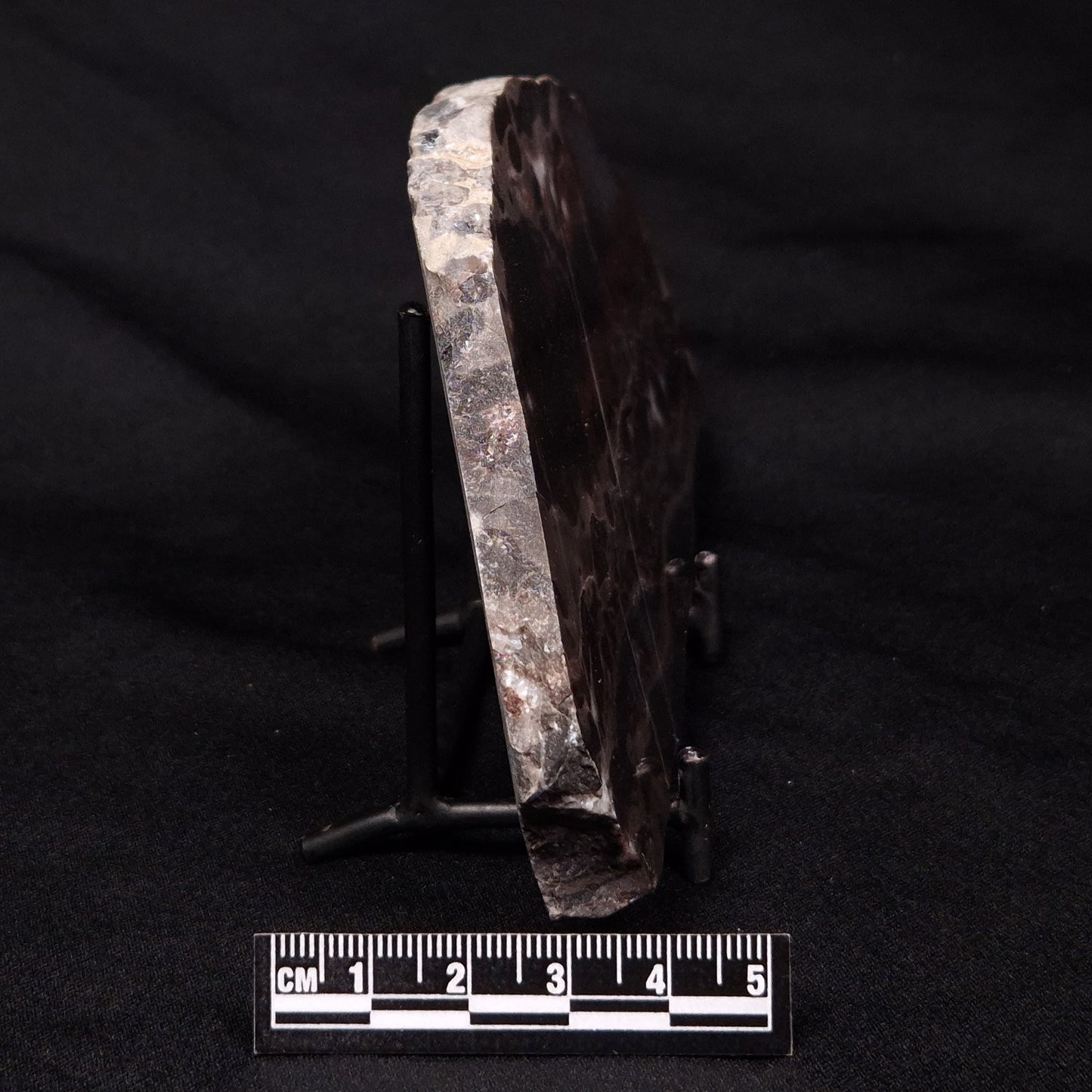 LINELLA AVIS STROMATOLITE, Proterozoic, Australia ZLA031