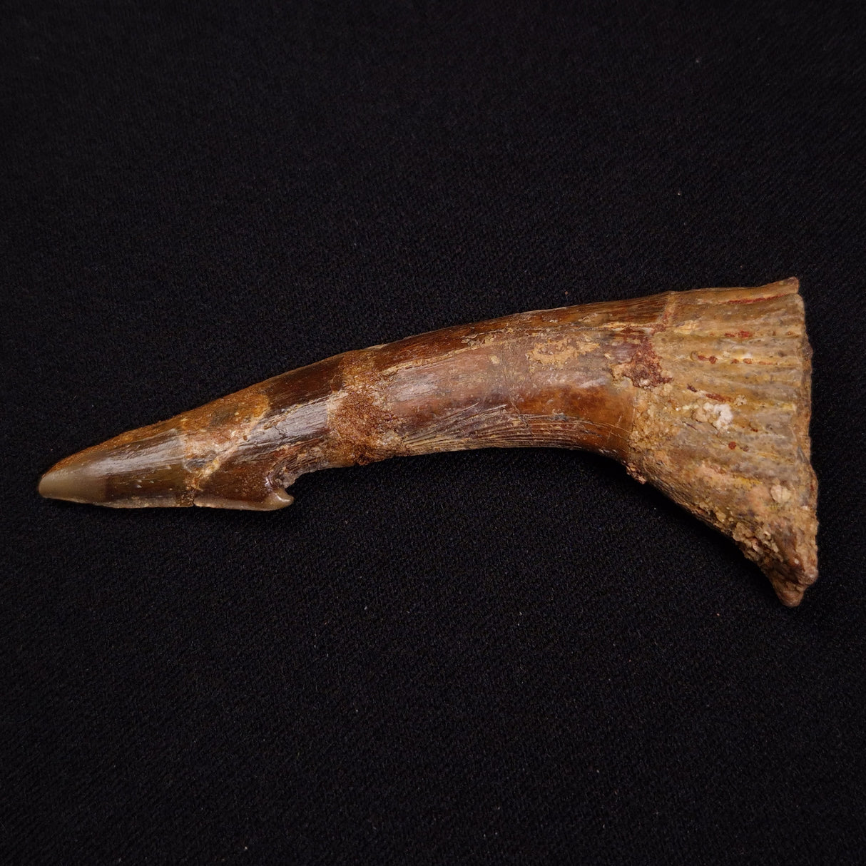 SAWFISH ROSTRAL BARB FOSSIL, Late Cretaceous, Morocco XSF014