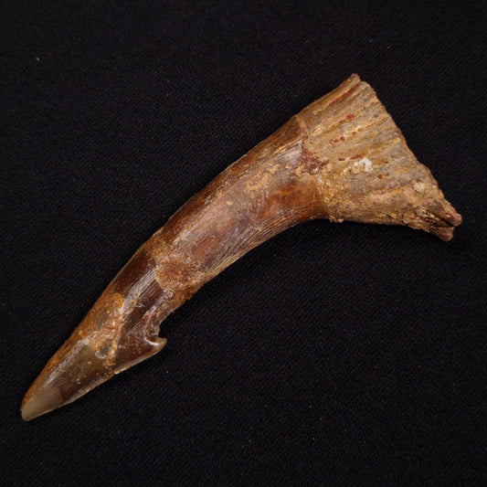 SAWFISH ROSTRAL BARB FOSSIL, Late Cretaceous, Morocco XSF014