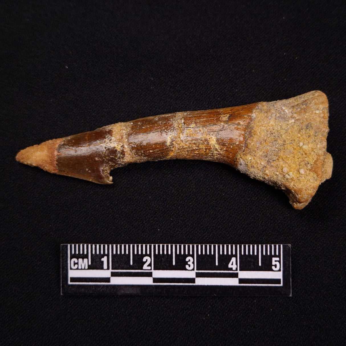 SAWFISH ROSTRAL BARB FOSSIL, Late Cretaceous, Morocco XSF015