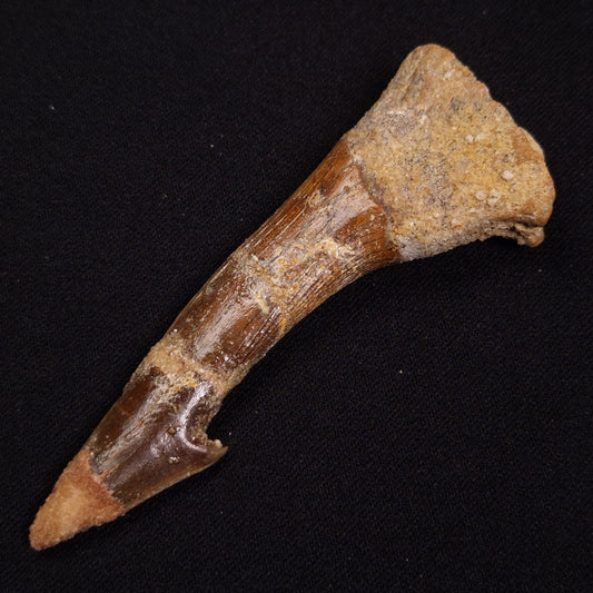 SAWFISH ROSTRAL BARB FOSSIL, Late Cretaceous, Morocco XSF015