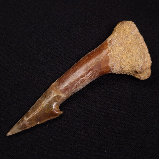 SAWFISH ROSTRAL BARB FOSSIL, Late Cretaceous, Morocco XSF016