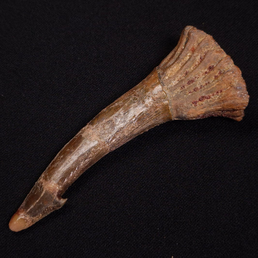 SAWFISH ROSTRAL BARB FOSSIL, Late Cretaceous, Morocco XSF017