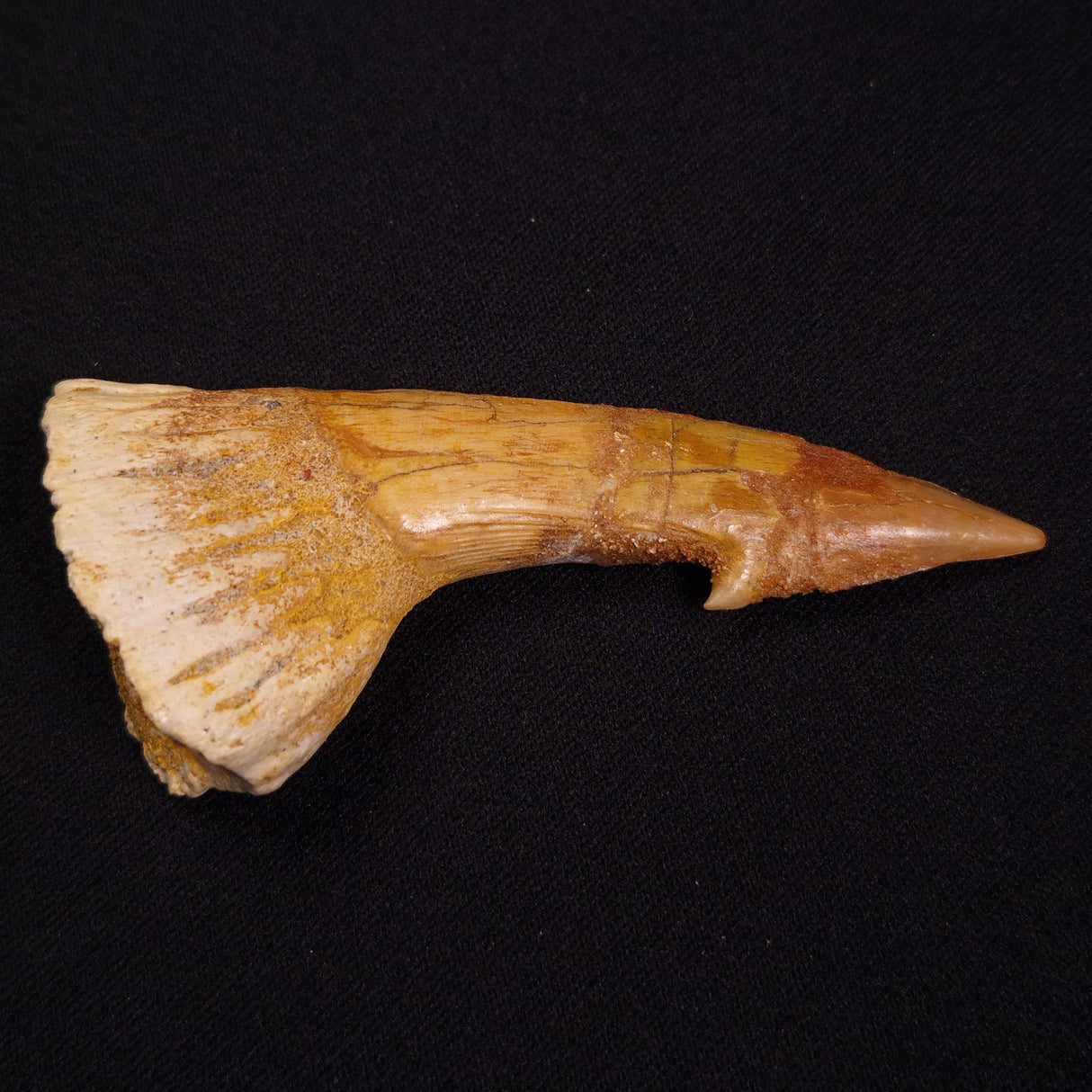 SAWFISH ROSTRAL BARB FOSSIL, Late Cretaceous, Morocco XSF018