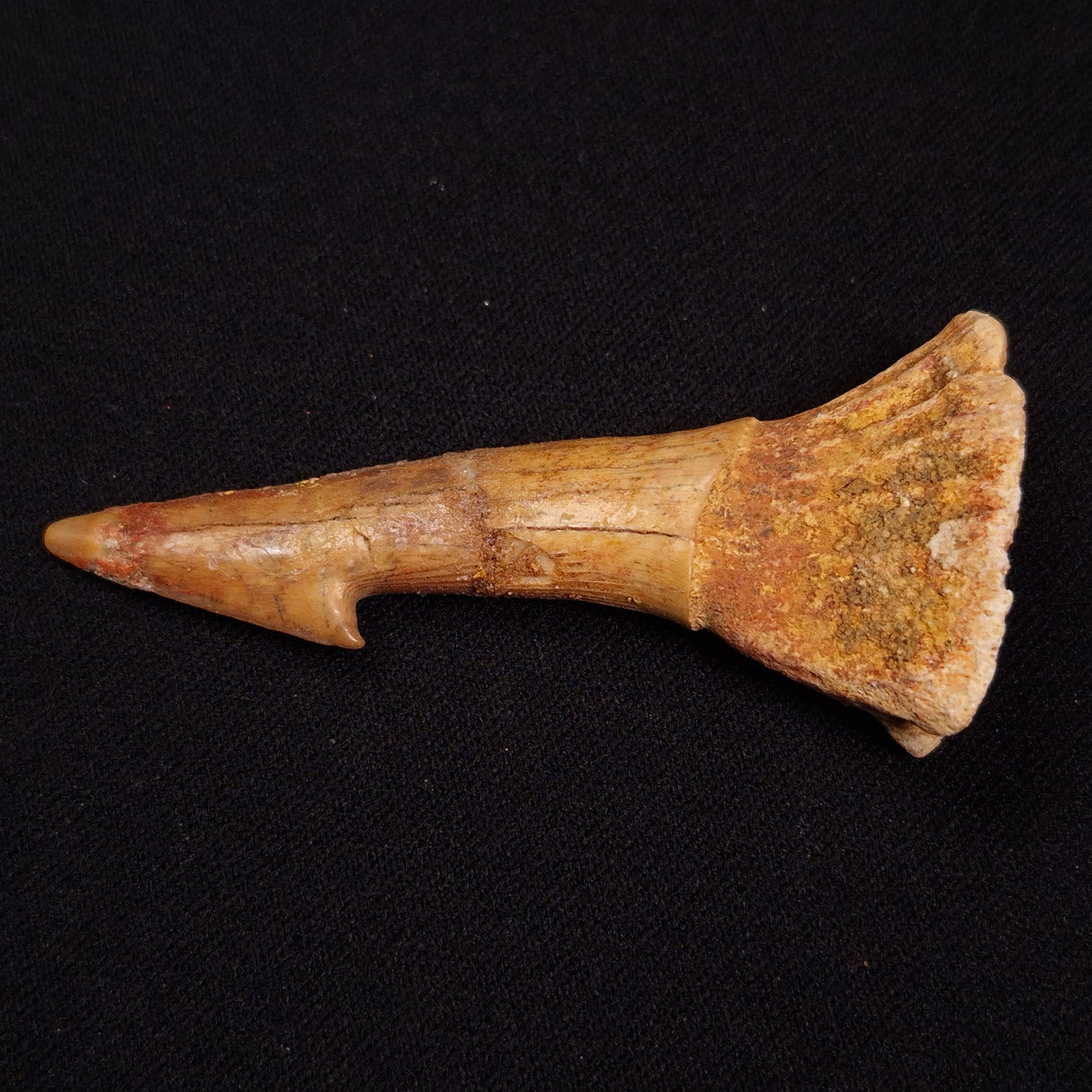 SAWFISH ROSTRAL BARB FOSSIL, Late Cretaceous, Morocco XSF019
