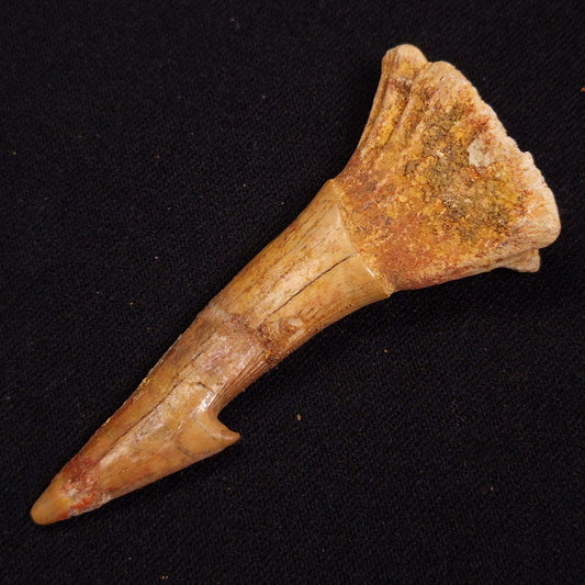 SAWFISH ROSTRAL BARB FOSSIL, Late Cretaceous, Morocco XSF019