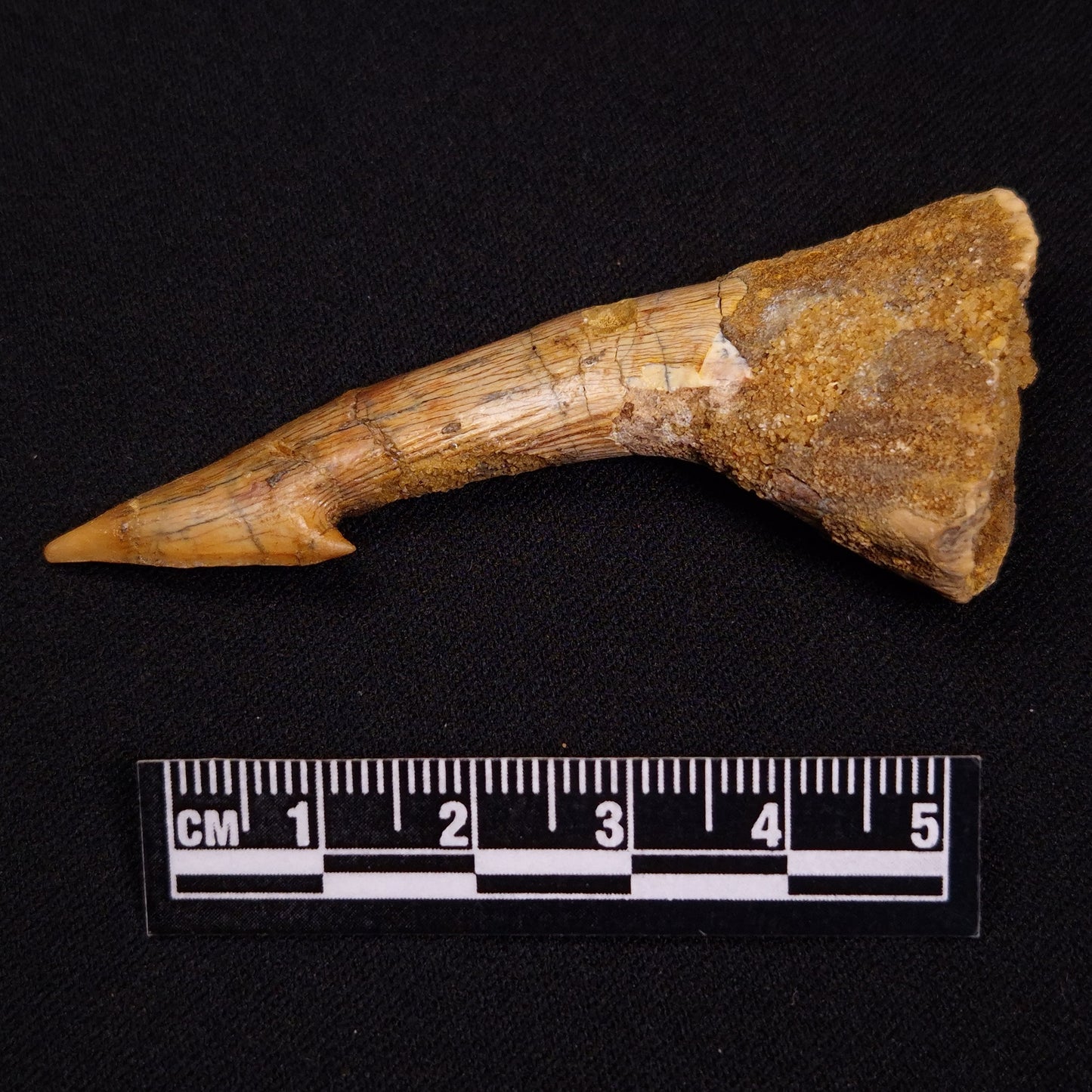 SAWFISH ROSTRAL BARB FOSSIL, Late Cretaceous, Morocco XSF020