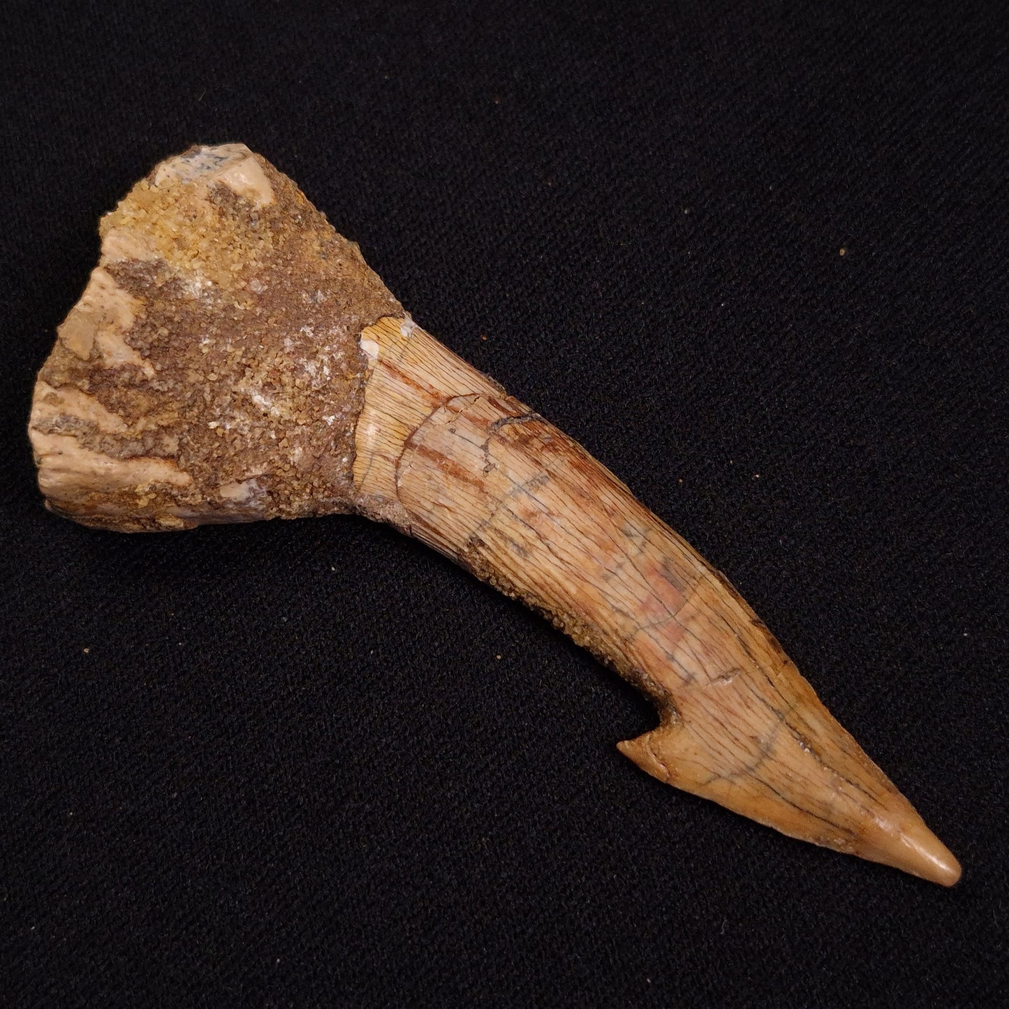 SAWFISH ROSTRAL BARB FOSSIL, Late Cretaceous, Morocco XSF020