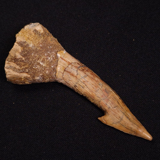 SAWFISH ROSTRAL BARB FOSSIL, Late Cretaceous, Morocco XSF020