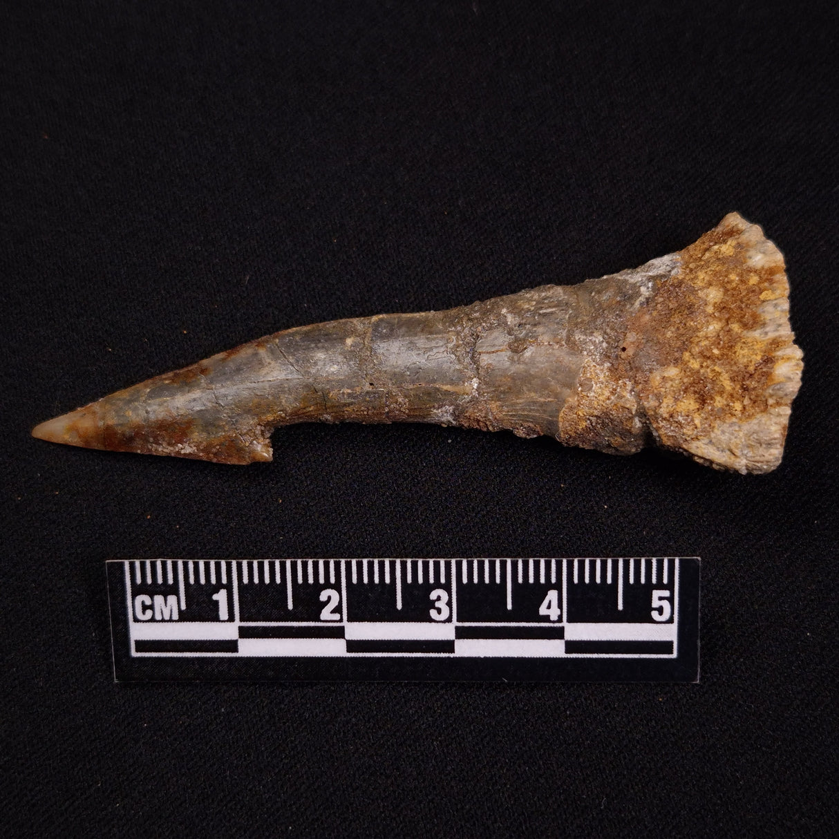 SAWFISH ROSTRAL BARB FOSSIL, Late Cretaceous, Morocco XSF021