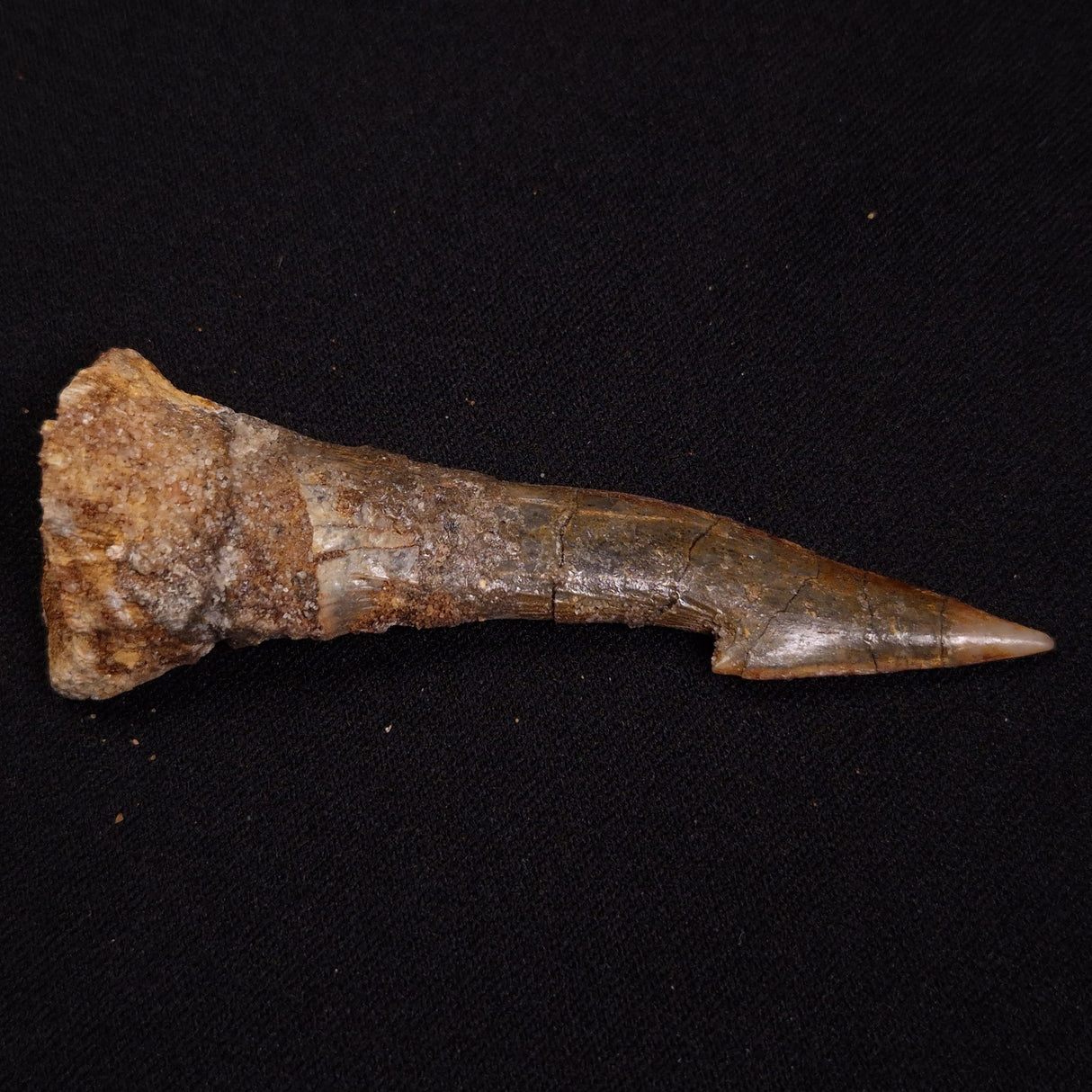 SAWFISH ROSTRAL BARB FOSSIL, Late Cretaceous, Morocco XSF021