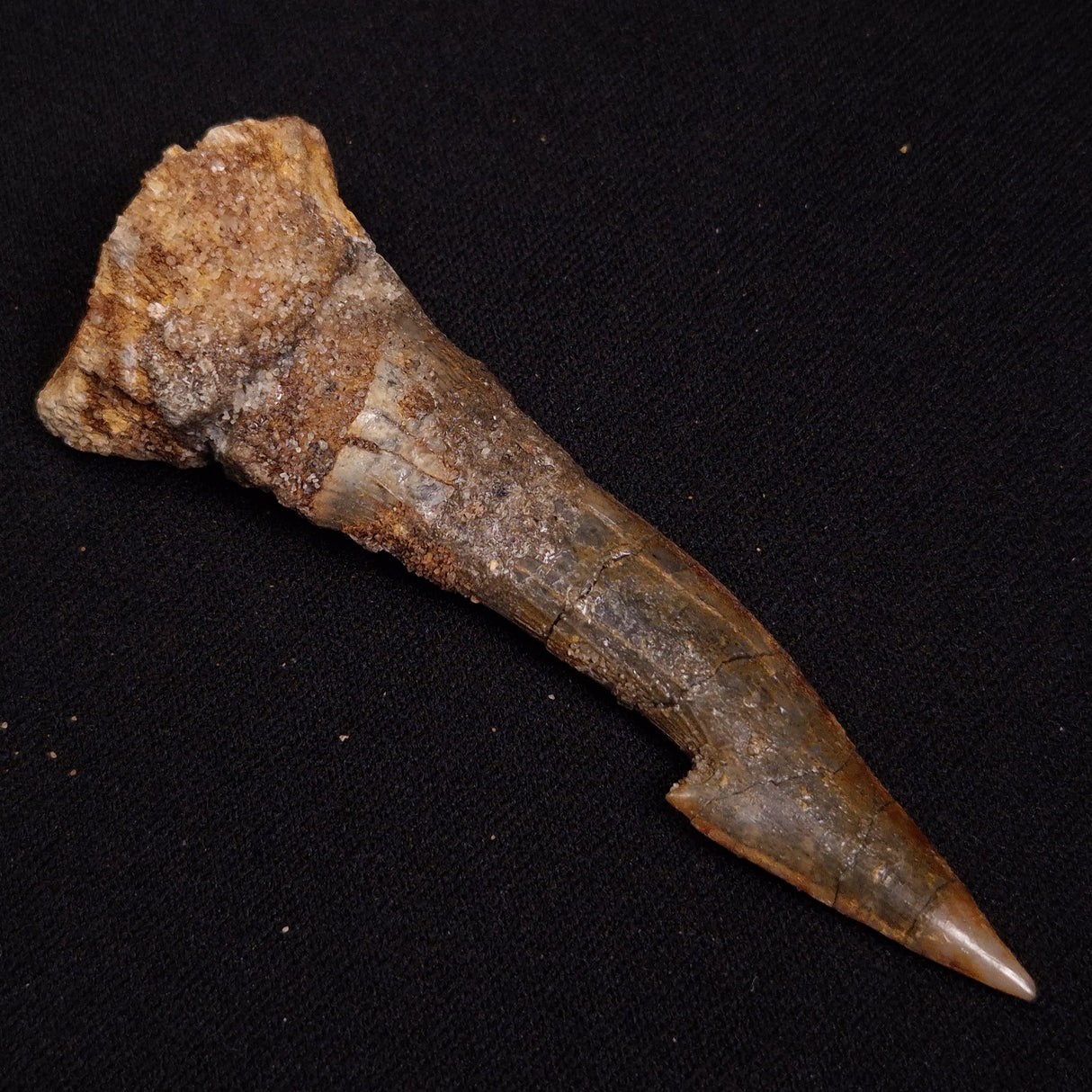 SAWFISH ROSTRAL BARB FOSSIL, Late Cretaceous, Morocco XSF021